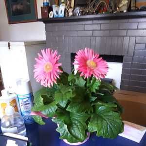 Meet your Posher, Tammy